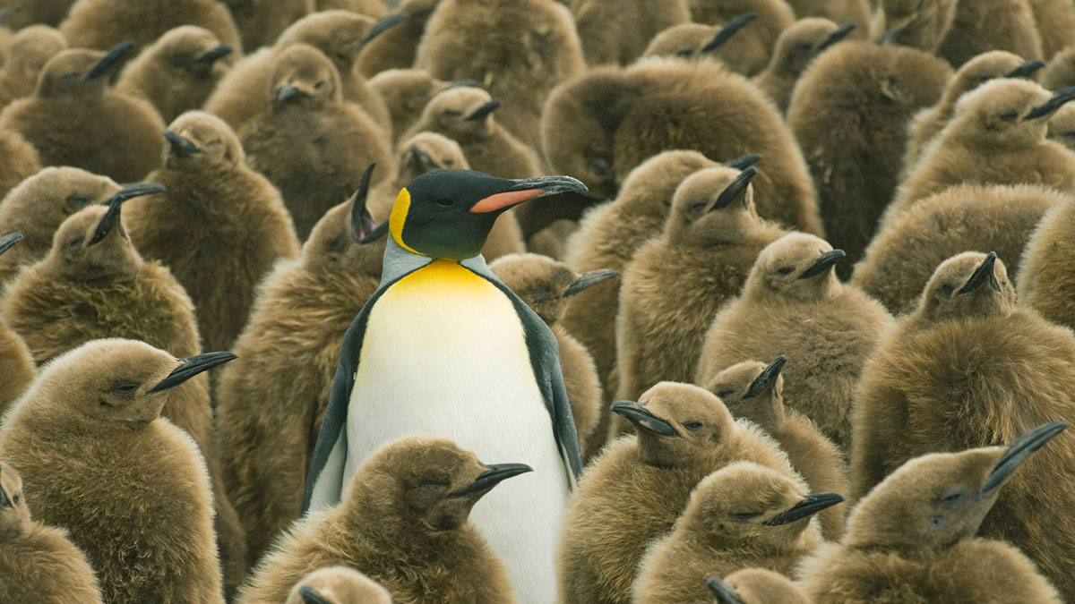 Role of Leadership in PhD Application. A herd of penguines with a king pin in the centre surrounded by chicks.