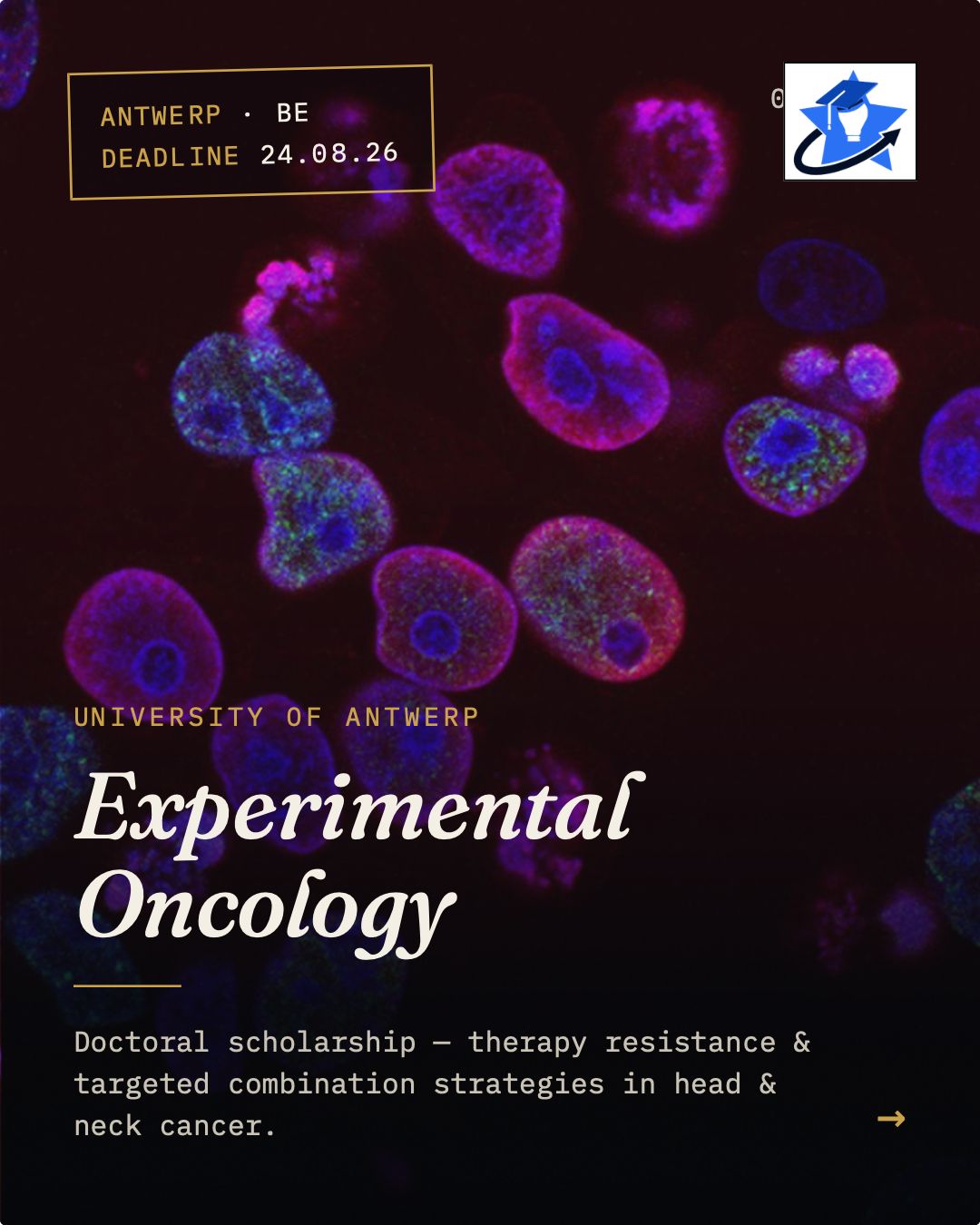 PhD Position in Experimental Oncology Fluorescence microscopy image of purple and blue cancer cell nuclei, with text reading "University of Antwerp — Experimental Oncology: therapy resistance and targeted combination strategies in head and neck cancer.